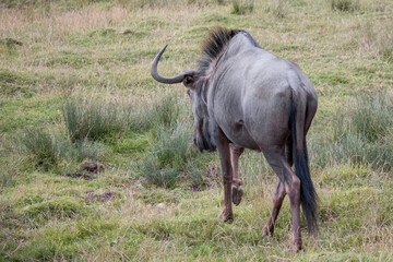 Blue Wildebeest or brindled Gnu (C. taurinus)