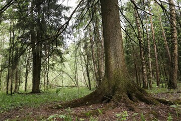 Obraz premium Nature 