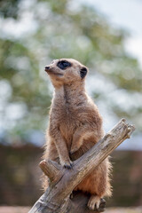 Meerkat or Suricate (Suricata suricatta)