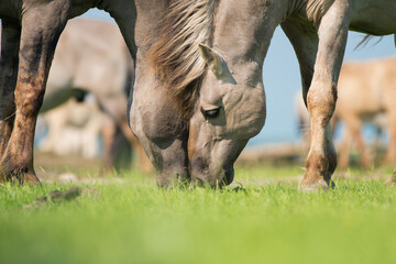 Close up of two konik horses leaning with their head together  while eating on a sunny with with blue sky and sunshine © Elles Rijsdijk