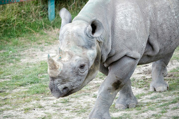 Fototapeta premium Black Rhinoceros or Hook-lipped Rhinoceros (Diceros bicornis)