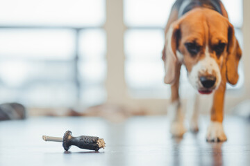 Child's toy broken by a dog on the floor against the background of a dog silhouette.