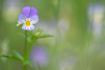Obraz premium Blooming purple violet flower on a green background