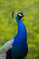 Peacock portrait on a green natural background
