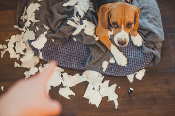 Sad dog staged a mess at home.