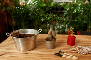 Closeup of bonsai looking adenium or desert rose plant, soil in a metal bucket and tools for gardening, transplanting on the table