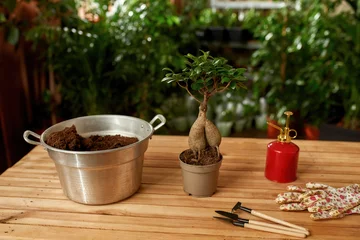 Afwasbaar fotobehang Closeup of bonsai looking adenium or desert rose plant, soil in a metal bucket and tools for gardening, transplanting on the table © Svitlana