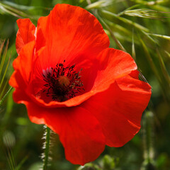 Fototapeta premium Poppies flowering in Ronda Spain