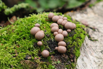 Nature 
mushrooms
