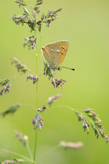 Beautiful scarce copper resting on a grass helm on a green background