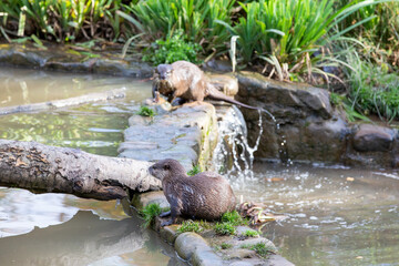 Naklejka na ściany i meble Otters (Asian Short Clawed otter) in water at Washington Wetland Centre