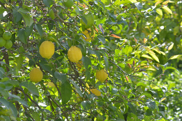 Natural lemons hanging in tree a sunny evening