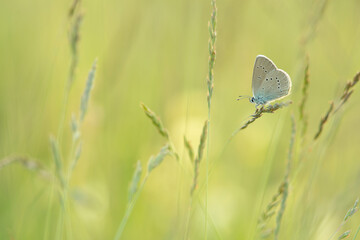 Clover blue butterfly resting in a grassfield