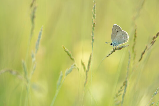 Clover blue butterfly resting in a grassfield © Elles Rijsdijk