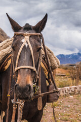 Fototapeta premium Dark brown horse with background mountains. Vertical photo. Selective focus.