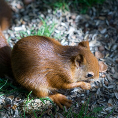 Eurasian Red Squirrel (Sciurus vulgaris)