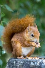 Naklejka na ściany i meble Eurasian Red Squirrel (Sciurus vulgaris)