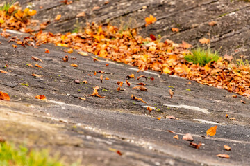 Golden yellow horse chestnut leaves flying in wind on concrete background during autumn day. Foliage leaves flying in fall.