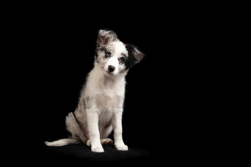 Sitting young border collie puppy looking at the camera on a black background