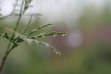 After rain