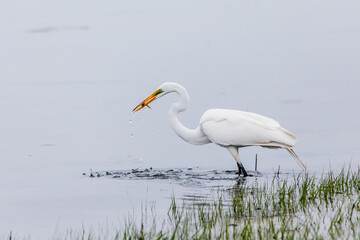 Great egret with caught fish