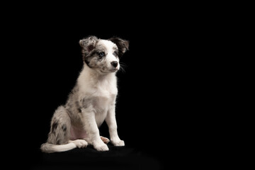 Sitting young border collie puppy looking away on a black background