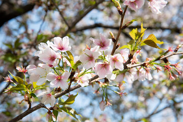 Spring Cherry blossoms, white flowers.