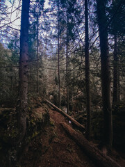 fallen trees in a wild forest in the mountains in the morning