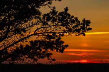 Romantic photo of pine tree branches and grass silhouettes at yellow, orange, red sunset on background