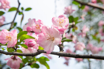 Obraz na płótnie Canvas Spring, pink Crabapple blossom tree