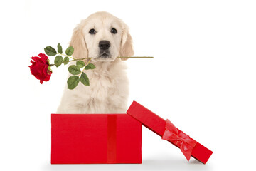 Cute golden retriever puppy holding a red rose in its mouth in a red present box on a white background