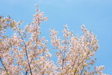 Spring Cherry blossoms in the sky, pink flowers.