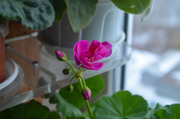 A small flower of pink geranium, house plant in a pot. Beautiful bright pink flower  with green leaves, floral background. 