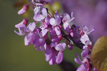 arbre de judée