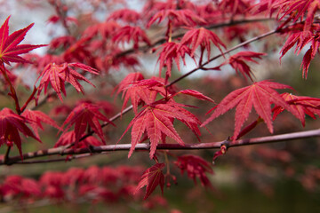 Red maple leaves in autumn, blurred background