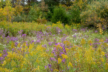 New England Aster and Common Ragweed in fall field
