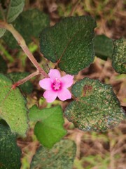 pink Urena lobata flower blooming in wild field