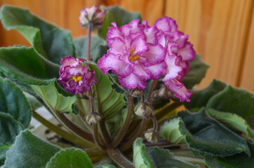 Close up pictre of a bunch african violet flowers in the flower pot. 