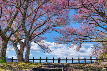 静岡県賀茂郡河津町　河津城跡公園(頂上)の桜