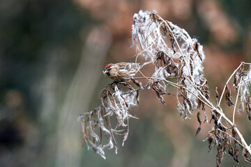 Common Redpoll collecting nest material 