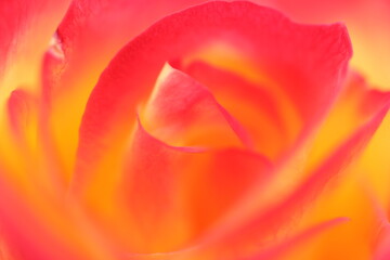 Fototapeta na wymiar close up of a pink tulip