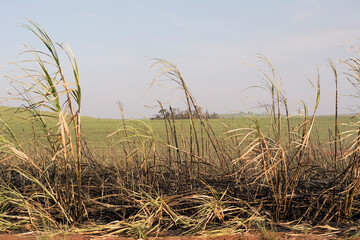 Fototapeta premium Burn sugar cane plantation