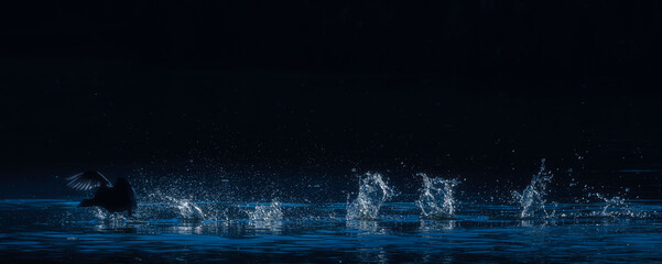 Coot running on the lake surface and splashing water.Dark, panoramic wildlife abstract.