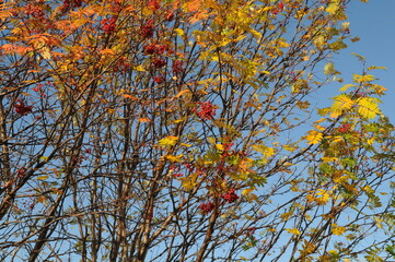 Tall red rowan tree with many berries. A tree with bright rowan berries. Autumn foliage of a tree with red berries. Wallpaper.