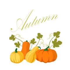 Pumpkin - squash for Halloween or Thanksgiving. Orange squash silhouette isolated on white background.