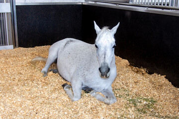 White Arabian horse sitting on wood chips in stable stall