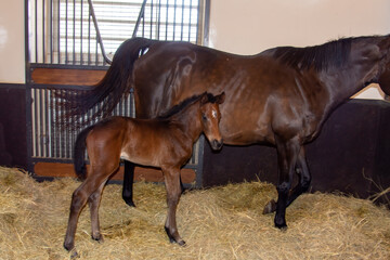 Arabian foal standing next to its mother inside the stable 