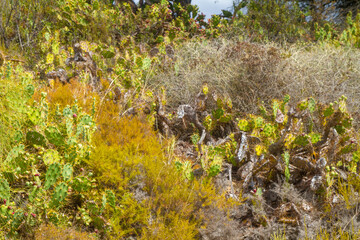 Plantas y Arboles en el Paraje Natural Marismas del R&iacute;o Piedras y Flecha del Rompido, municipio de Cartaya, provincia de Huelva, comunidad autonoma de Andalucia, pais de Espa&ntilde;a