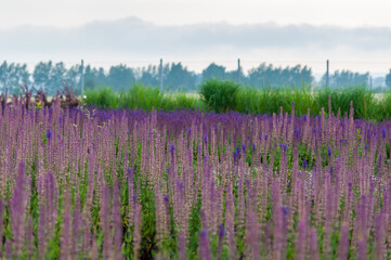 Kwitnące fioletowe kwiaty © LukaszB