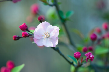 Spring, pink Crabapple blossom tree